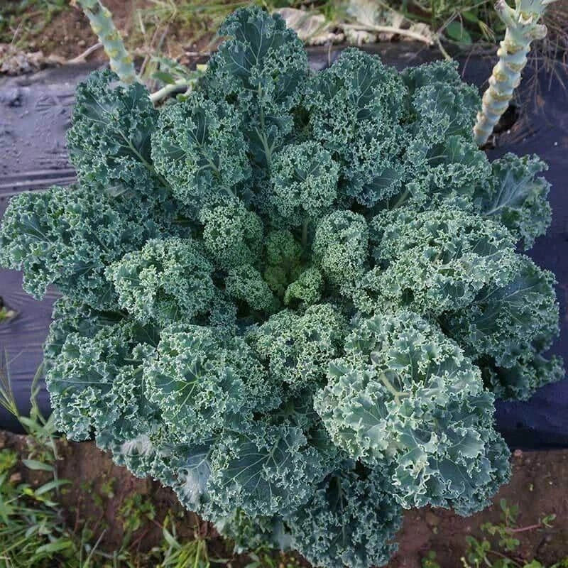 Dwarf Blue Curled Scotch Kale Seeds - Garden Seeds for Home Growing - Brassica oleracea var. sabellica - With Tracking