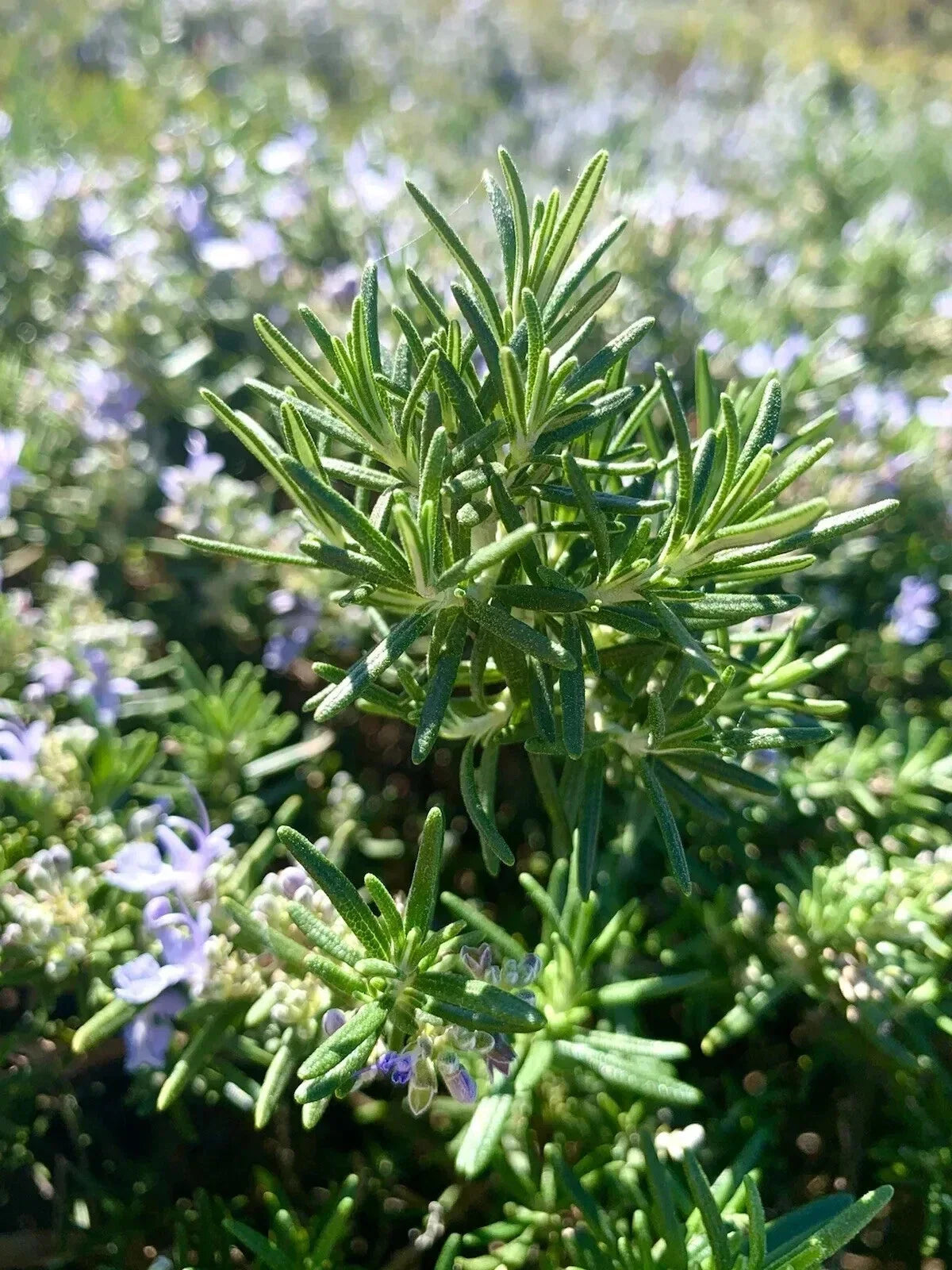 Rosemary Seeds - 100 Count Salvia Rosmarinus Aromatic Culinary Herb for Gardening & Landscaping