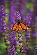Blue Salvia Hispanica Seeds - 50 Fresh Chia Seeds for 2025 - Ornamental Blue Flowers - Salvia Hispanica