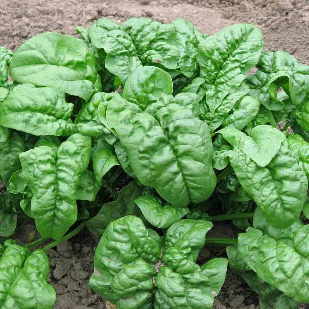Giant Noble Spinach Seeds - 150+ Non-GMO Heirloom Garden Seeds - Fresh USA Variety