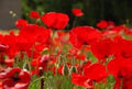 Red Poppy Seeds 100+ Papaver rhoeas Bright Red Flower Seeds for Garden, Borders & Wildflower Beds