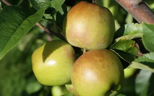 Newtown Pippin Apple Seeds - 25+ Seeds for Garden Planting - Malus domestica - USA