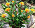 Golden Brush Dwarf Ginger Plant - Small Rooted Starter - Burbidgea schizocheila - Tropical Perennial for Gardens and Containers