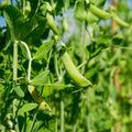 Dundale Pea Sprouting Seeds - Non-GMO 16oz - Pisum sativum for Indoor & Outdoor Sprouting