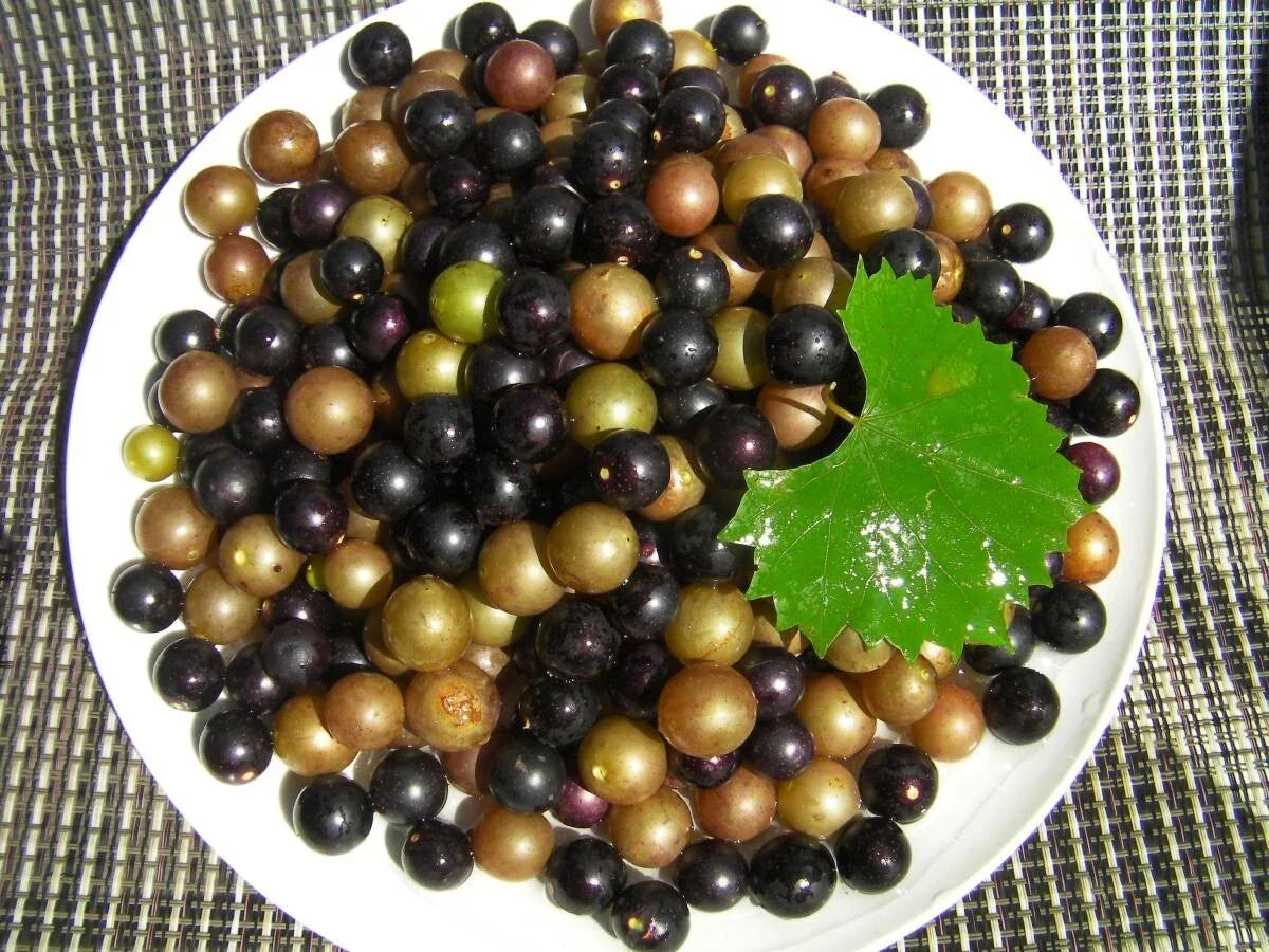 Organic Muscadine Grape Cuttings Black Noble & Bronze Carlos Vitis rotundifolia for Home Garden or Vineyard