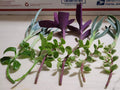 Live Plant Assortment - 12 Pieces for Rooting, 6 Varieties, Indoor & Outdoor Gardening, Propagation, Houseplants