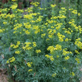 Rue Seeds Pack | Non-GMO Medicinal Herb | Ruta graveolens | 100+ Seeds for Garden or Herbal Use
