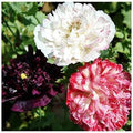Antique Flemish Poppy Double Mix Seeds – Non-GMO Papaver somniferum Flower Seeds for Garden, Borders, Cut Flowers
