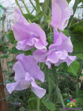 Misty Mountain Sweet Pea Seeds - 50+ Pack - Garden Planting - Lathyrus odoratus - USA