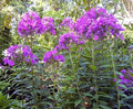 Tall Phlox Plants - 24in+ Live Flowering Perennials - Mixed Colors (Phlox paniculata) - Organic & Pesticide-Free - 10+ Pack