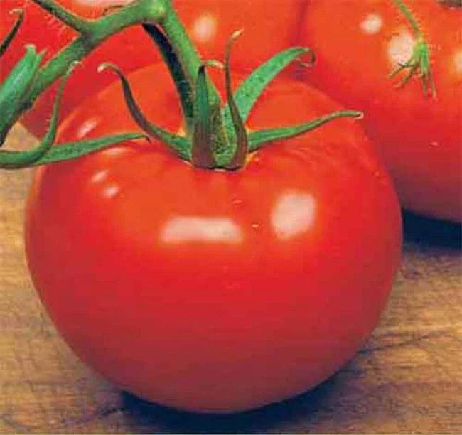 ACE 55 VF Tomato Seeds - 15 Per Pack, Low Acid Variety, Vigorous Growth, Perfect for Home Gardens
