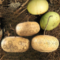 Corsican Gourd Seeds - Hard-Shelled Ornamental Gourds - Ideal for 2025 Planting - Cucurbita myosuroides