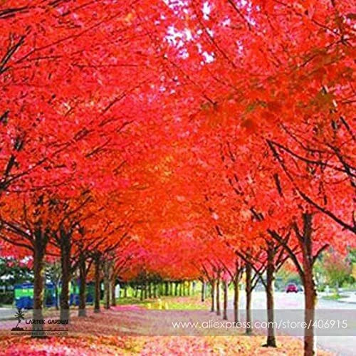 Japanese Red Maple Tree Seeds - 30 Professional Pack - Acer palmatum - Ornamental, Hardy, Vibrant Foliage