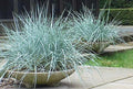 Blue Dune Lyme Grass Plants, 2 Established Perennials, Blue Foliage, Elymus Arenarius, Ornamental Grass