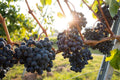 Grape Plants and Cuttings - Multiple Cultivars - Vitis vinifera - Organic Grapevines for Home Garden or Vineyard