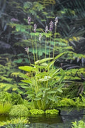 Hardy Water Canna Plant Root with 1-2 Shoots | Thalia Dealbata Aquatic Water Garden Plant