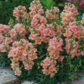Twinny Peach Snapdragon Seeds - 1000+ Antirrhinum majus for Garden Beds & Containers, Vibrant Double Peach Blooms, USA Grown