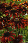 Moreno Rudbeckia Seeds - 200+ Bulk Black-Eyed Susan Seeds for Garden Planting - Rudbeckia hirta USA