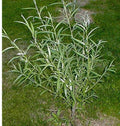 Jumbo Hybrid Willow Cuttings - 6 Pack, Thick 5/8 to 1 Inch, Salix × sepulcralis