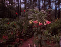 Versicolor Peach Pink Angel Trumpet Cuttings - 2 Unrooted Cuttings (Brugmansia versicolor)