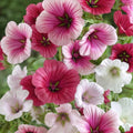 Malope Trifida Seeds - Dwarf Rose Mallow for Borders & Beds, Compact Growth, Vibrant Flowers, Full Sun, Low Maintenance