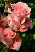 Salmon Rose Seeds - Perennial Flower Seeds for Borders & Hedges - Rosa spp. - Vibrant Salmon Blooms, Easy to Grow, Pollinator Attracting
