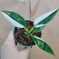 Rare Philodendron White Princess Plant - Variegated Aroid in 3" Pot - Ideal for Collectors - Philodendron erubescens