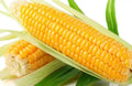 Sweet Golden Bantam Corn Seeds - 500+ Heirloom Organic Non-GMO - Fresh Gardening Seeds for Home Planting