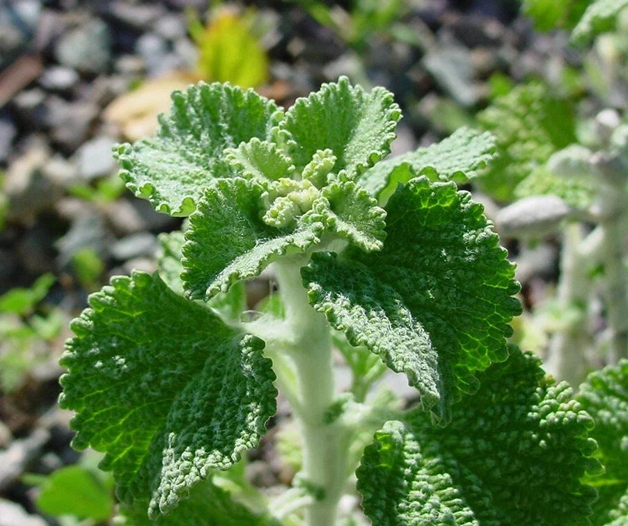 White Horehound Herb Seeds - 500 Count Marrubium vulgare Perennial for Tea & Culinary Use