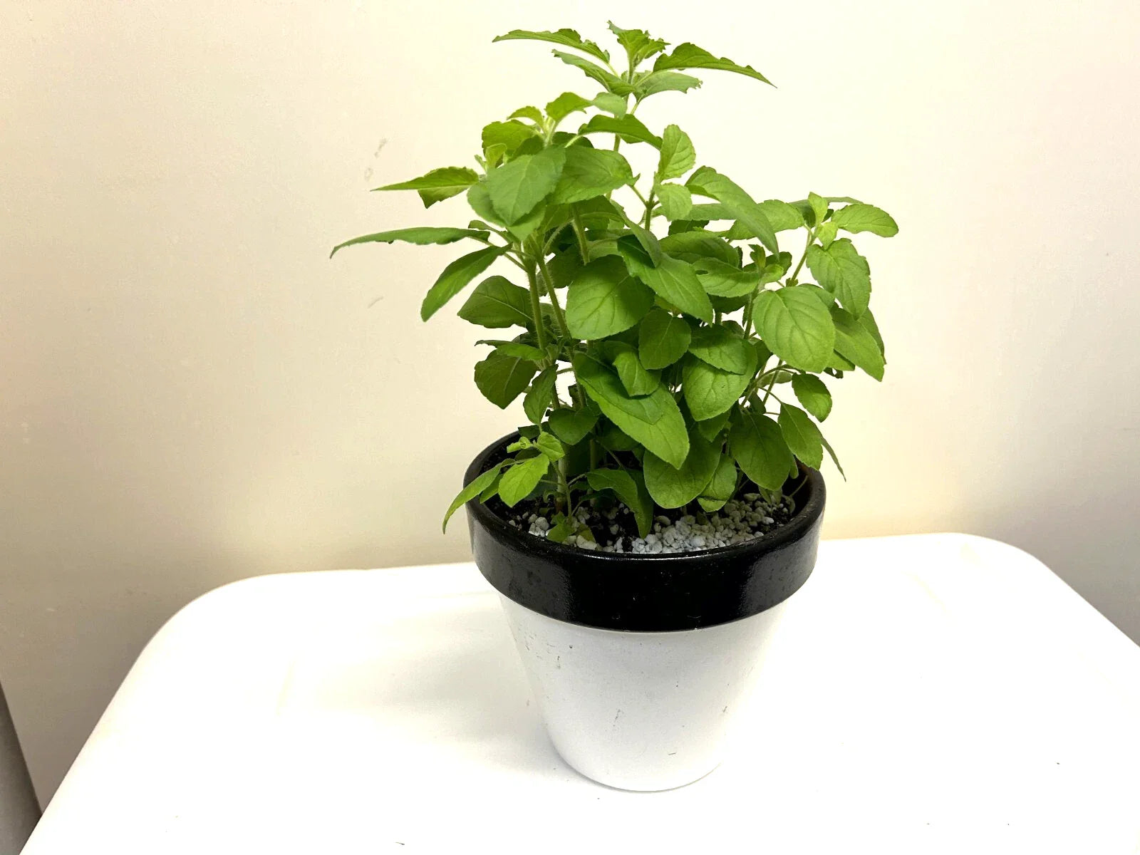 Holy Basil Plants - 5-8" Rooted - Ocimum sanctum - Buy 4 Get 2 Free - Free Shipping
