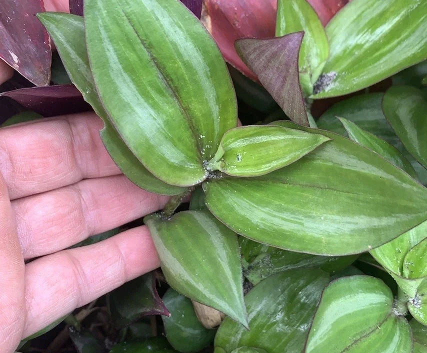 Wandering Jew Plant Cuttings - 20 Fresh Green Cuttings - Tradescantia