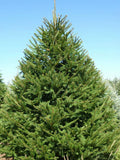 Norway Spruce Tree Live Plant 8-16" Set of 2 Bare Root Picea abies