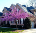 Eastern Redbud Cuttings 12 + 8 Cercis canadensis Deciduous Tree with Pink Flowers for Garden Planting