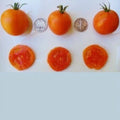 Jaune Flammee Tomato Seeds - 25 Count - Chef Favorite - 2023 Harvest - Heirloom Variety