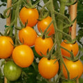 Gold Nugget Cherry Tomato Seeds – Organic Heirloom, Non-GMO, Supersweet, Solanum lycopersicum, Small Golden-Yellow Cherry Tomatoes