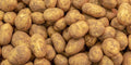 Kennebec Potato Seed Starters 3 lbs - White Skin, Shallow Eyes - Solanum tuberosum - Home Garden, Disease Resistant