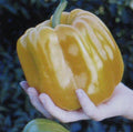 Sweet Coral Belle Pepper Seeds - 25 Pack - Orange, Flavorful Capsicum annuum for Home Gardening