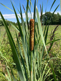 Cattail Plants - 4 Bareroot Live Plants - Typha Angustifolia - Aquatic Water Garden - Young & Healthy