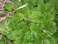 Spearmint Live Starter Plants Set of 6 | Perennial Mentha spicata Mint