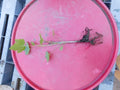 Imperial White Currant Live Rooted Plant, Ribes rubrum, Fruiting Shrub for Zones 3-8, Compact, Edible White Currants