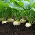 White Egg Turnip Seeds - Heirloom NON-GMO Brassica rapa var. rapa Seed Packets for Cool-Season Gardening