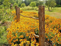 Black Eyed Susan Flower Seeds - 2000+ Perennial Native Wildflower - Drought & Heat Tolerant, Cold Hardy (Rudbeckia hirta)