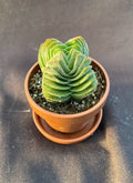 Crassula Buddha's Temple Tiny Rooted Plant in 1" Pot with Saucer - Succulent Houseplant for Indoor Gardening, Crassula perfoliata
