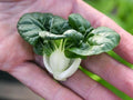 Cabbage Seeds Pack - Pak Choi Extra Dwarf White Stem Heirloom Brassica rapa subsp. chinensis, Rare Vegetable Seeds