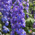 Delphinium Seeds - 200+ Guardian Lavender - Delphinium elatum Flower Seeds for Garden