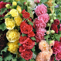 Hollyhock Seeds - CHATER'S DOUBLE Mix Peony Flowered Blooms - Non-GMO Biennial - 100 Seeds