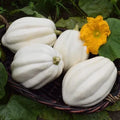 Mashed Potato Squash Seeds 10 Count - Exotic White Variety for Planting, Cucurbita pepo - Gourmet Vegetable Seeds