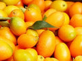 Nagami Kumquat Seeds - 12 Pack, Citrus Japonica, Edible Fruit, Non-GMO, USA Seller, 2024 Crop