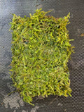 Java Moss Portion on Weighted Mat - Aquatic Plant for Aquariums - Taxiphyllum barbieri