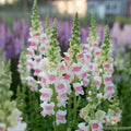Appleblossom Snapdragon Seeds - 1000+ Bulk Pack for Garden Planting - Antirrhinum majus - Vibrant Pink and Cream Flowers